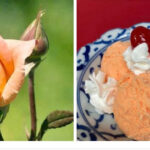 Orange Rose Ice-Cream